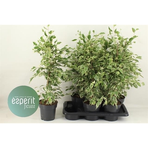 Ficus benjamina Twilight 17Ø 70cm 3pp