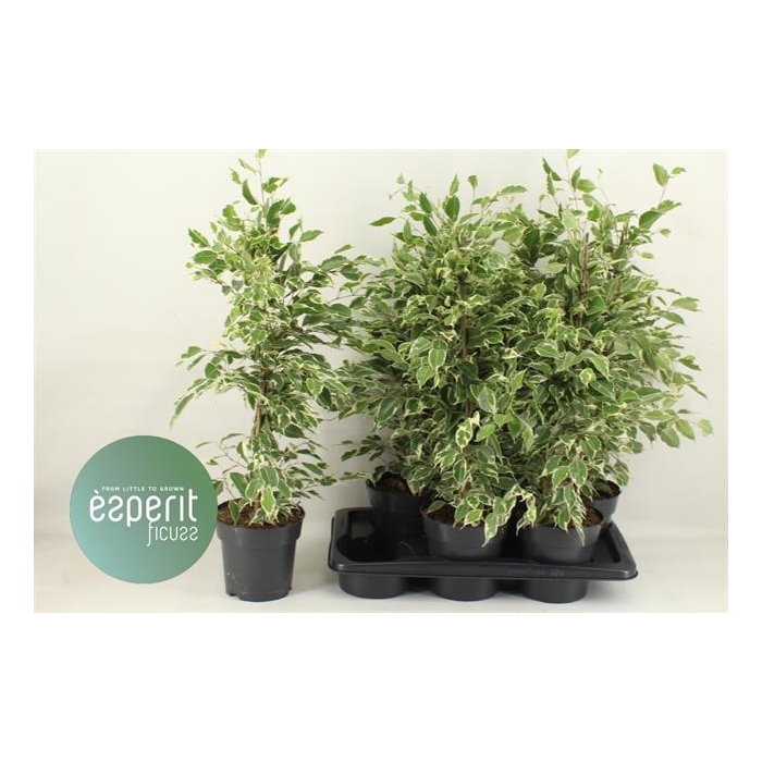 <h4>Ficus benjamina Twilight 17Ø 70cm 3pp</h4>