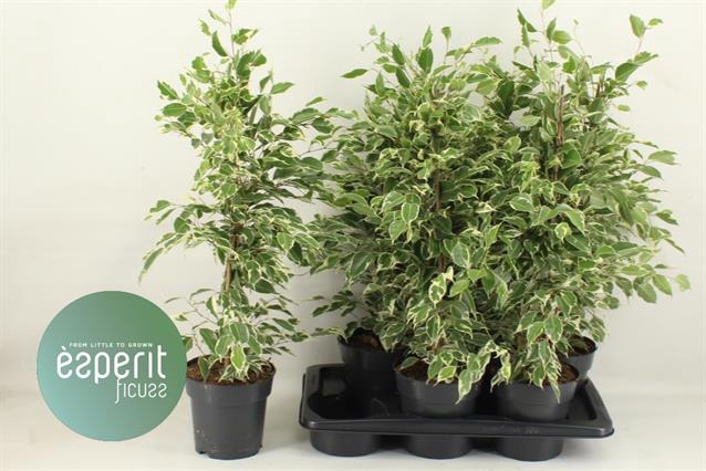 Ficus benjamina Twilight 17Ø 70cm 3pp