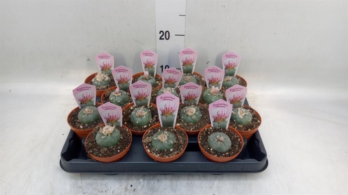 <h4>Cactus   ...</h4>