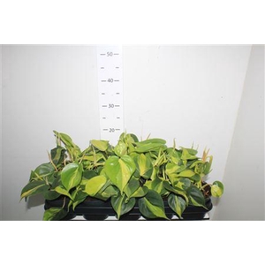 Phil Scandens Brasil