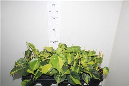 <h4>Phil Scandens Brasil</h4>