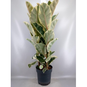 Ficus elastica 'Tineke'