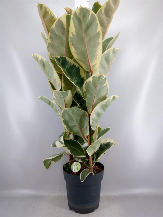 <h4>Ficus elastica 'Tineke'</h4>