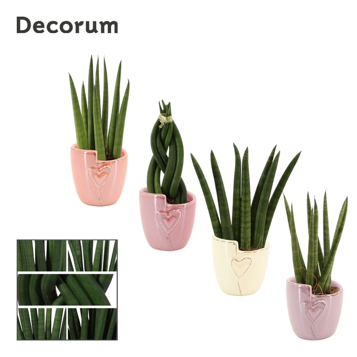 <h4>Sansevieria Cylindrica 6 cm Mix in Joa (Special moods-collection</h4>