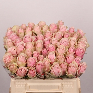 R GR PINK ATHENA