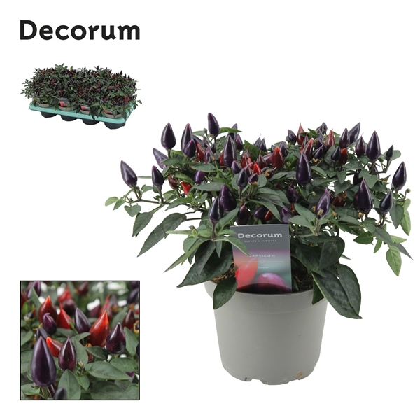 <h4>Capscium Annuum Torero Purple</h4>