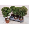 Myrtus Com