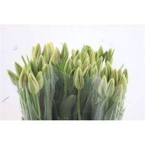 Tu En Fr Menton 52cm