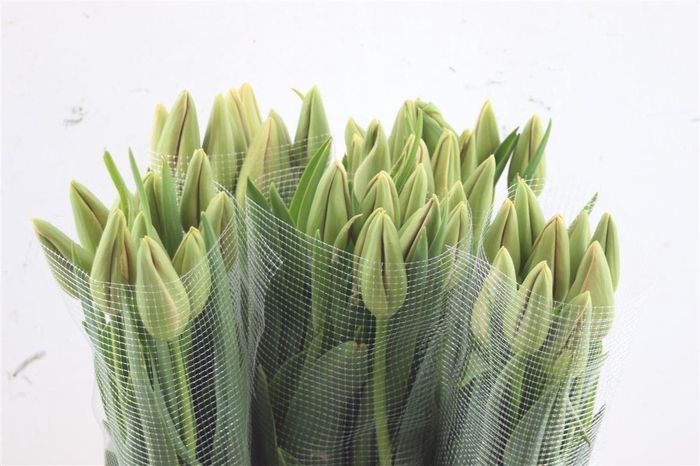 <h4>Tu En Fr Menton 55cm</h4>