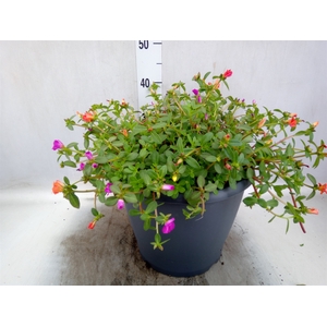 Portulaca   ...mix