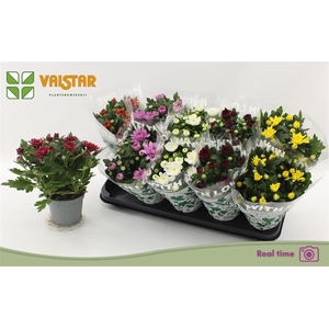 Chrysanthemum Indicum Grp gemengd 6 kleuren