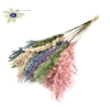 Pampas Grass 70cm 10st/bunch Colourful 1