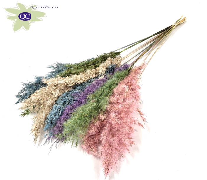 Pampas Grass 70cm 10st/bunch Colourful 1
