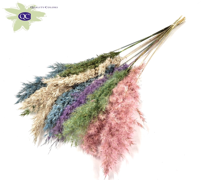 Pampas Grass 70cm 10st.colourful 1