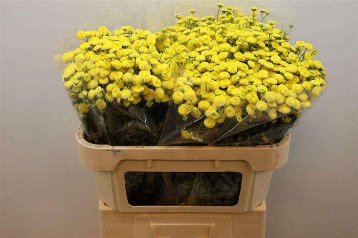 <h4>TANA PA AMAZONE</h4>