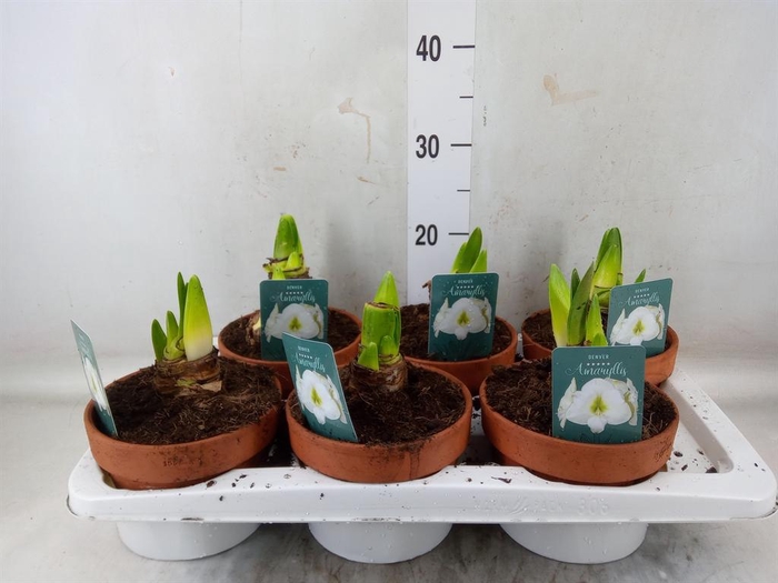 <h4>Hippeastrum   ...</h4>