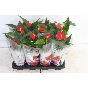 ANTHURIUM P06 VERMELHO