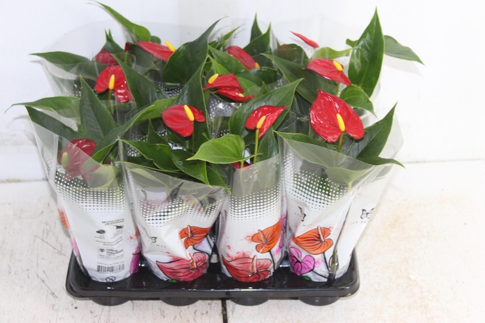 <h4>ANTHURIUM P06 VERMELHO</h4>