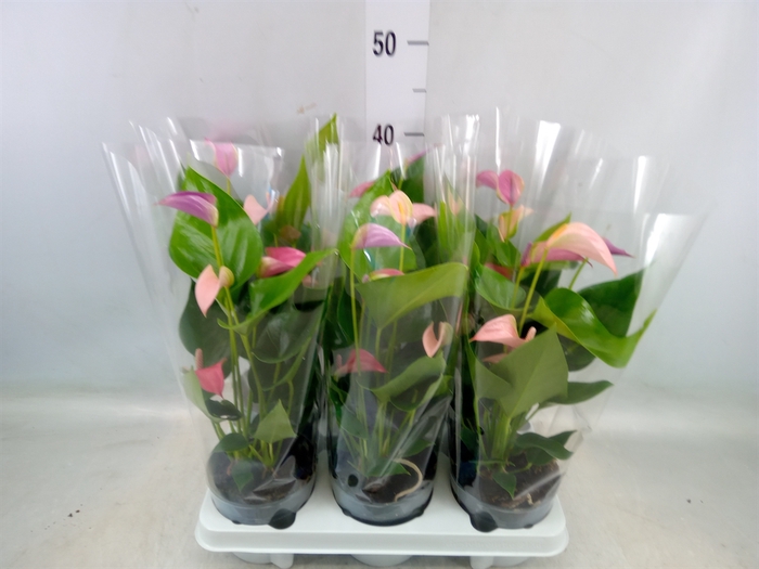 <h4>Anthurium  'Joli Duo'  ..mix in pot</h4>