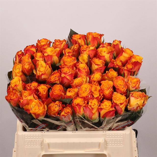 <h4>Rosa large marie-claire!</h4>