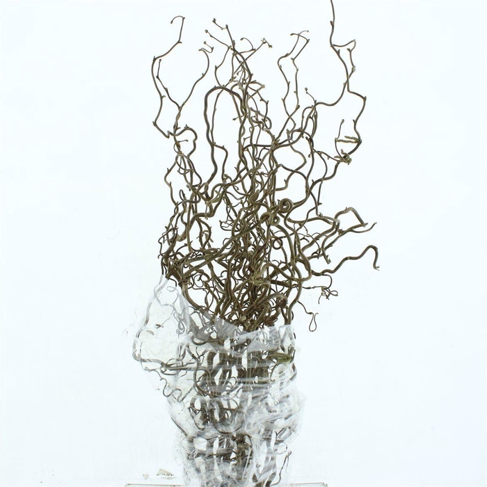 <h4>CORYL AV CONTORTA</h4>