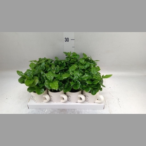 Coffea arabica