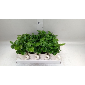 Coffea arabica