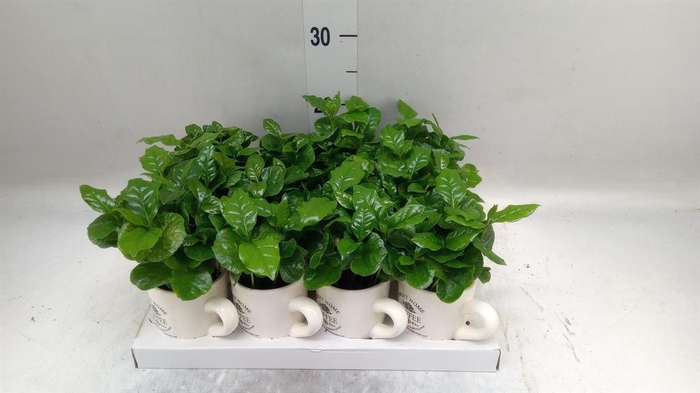 <h4>Coffea arabica</h4>