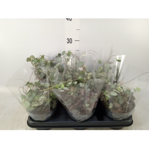 Ceropegia woodii ssp. woodii