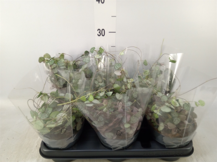 <h4>Ceropegia woodii ssp. woodii</h4>