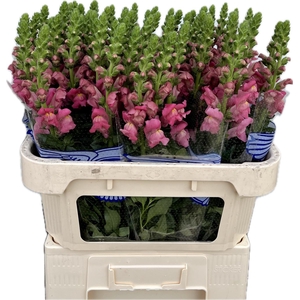 ANTIR AVIGNON ROSE