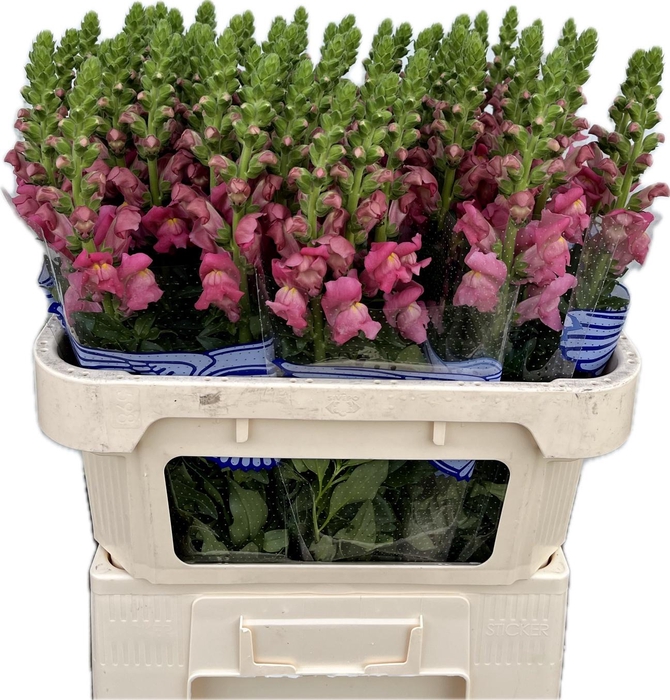 <h4>ANTIR AVIGNON ROSE</h4>