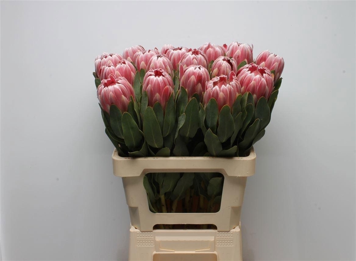 <h4>PROTEA CARNIVAL</h4>