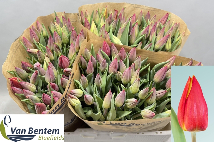 <h4>TU EN STRONG ENERGY</h4>