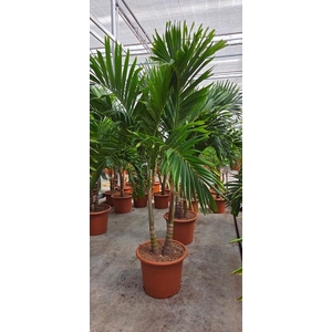 Veitchia merrillii 2pp