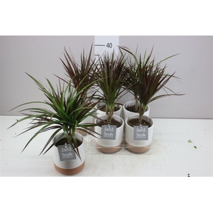 Dracaena Magenta 1 Stam Milou Keramiek