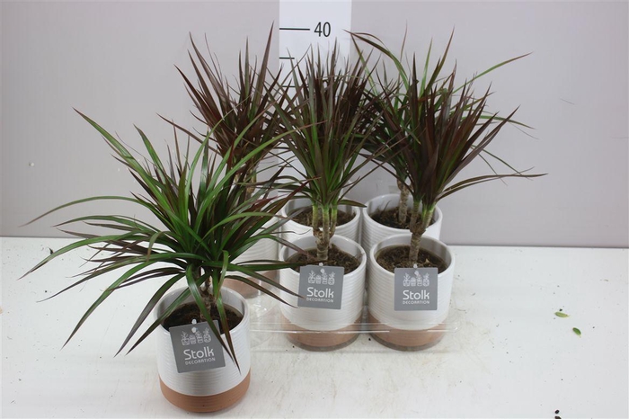 <h4>Dracaena Magenta 1 Stam Milou Keramiek</h4>