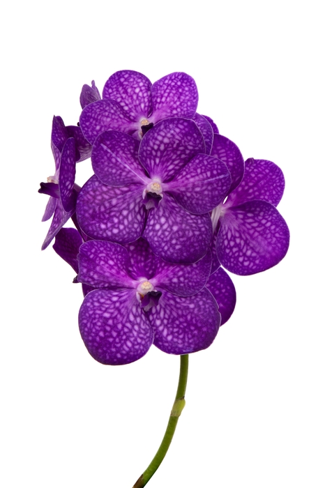 <h4>Vanda Bright Purple</h4>