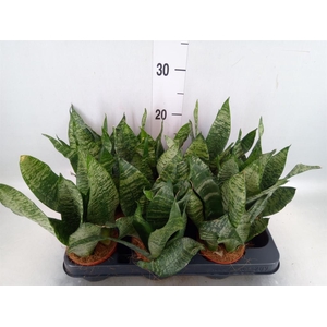 Sansevieria zeylanica