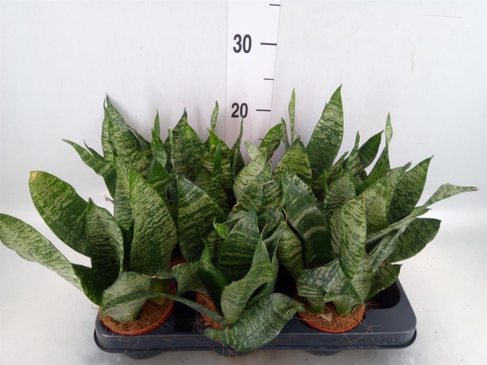 <h4>Sansevieria zeylanica</h4>