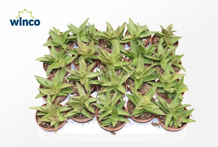 <h4>Crassula Capitella</h4>