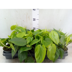 Philodendron scand.