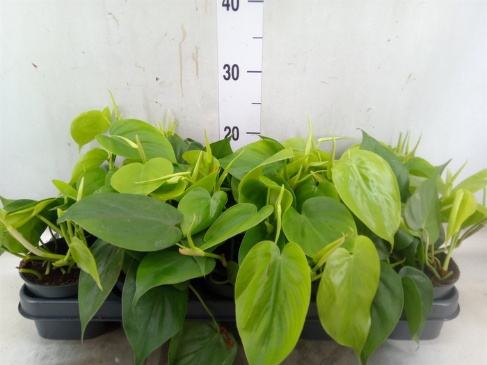 <h4>Philodendron scand.</h4>