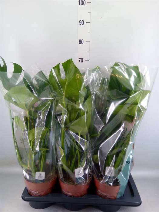 <h4>Monstera delic.</h4>