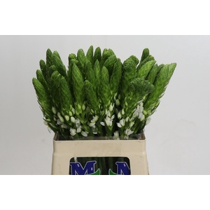 Ornithogalum thyrsoides Milky Way