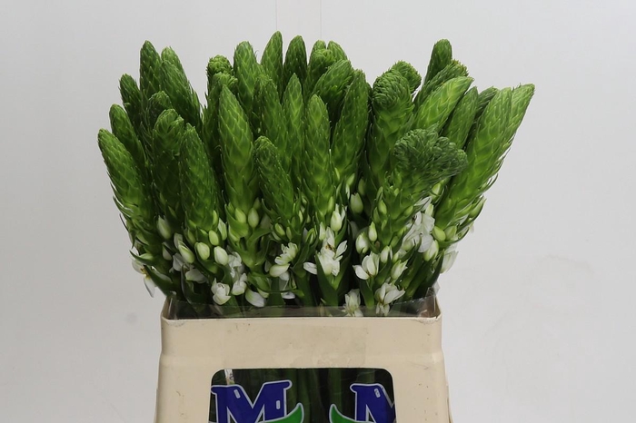 <h4>Ornithogalum Thyrsoides Milky Way</h4>