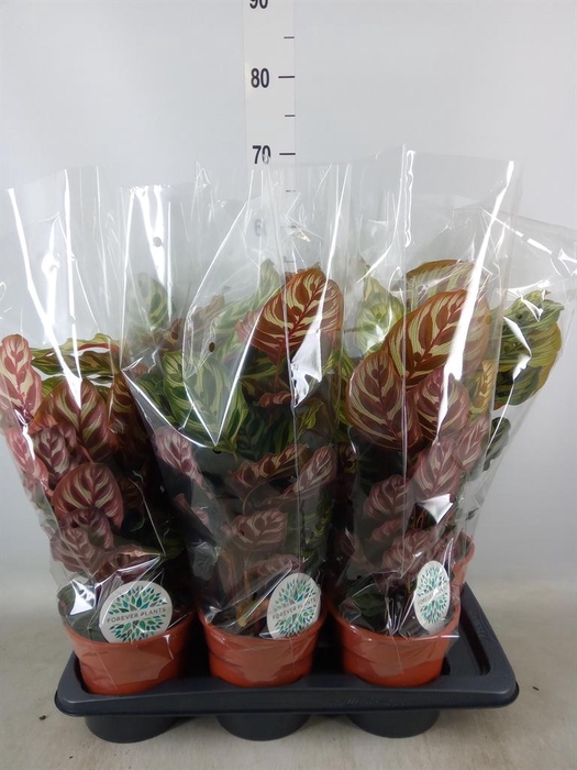 <h4>Calathea makoyana</h4>