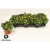 Sanv Procumbens