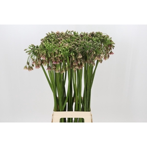 Allium Nectaroscordum Siculum